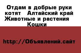 Отдам в добрые руки котят - Алтайский край Животные и растения » Кошки   
